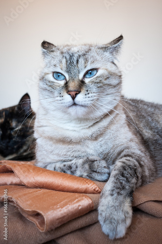 Fototapeta Naklejka Na Ścianę i Meble -  Portrait of tabby cat.
