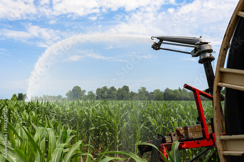 Water sprinkler installation in a field of corn.