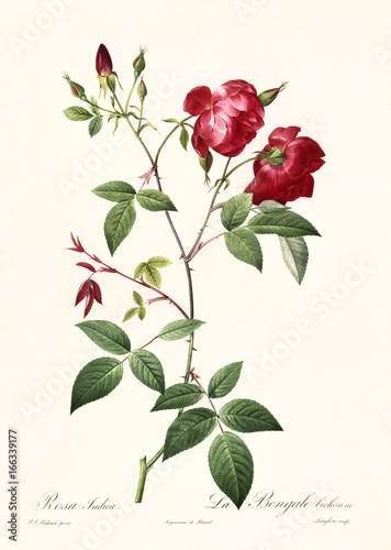 Old illustration of Rosa indica. Created by P. R. Redoute, published on Les Roses, Imp. Firmin Didot, Paris, 1817-24