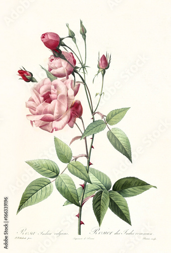 Old illustration of Rosa indica vulgaris. Created by P. R. Redoute, published on Les Roses, Imp. Firmin Didot, Paris, 1817-24