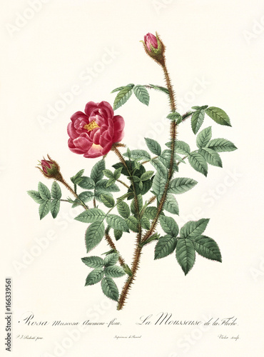 Old illustration of Rosa muscosa anemone flora. Created by P. R. Redoute, published on Les Roses, Imp. Firmin Didot, Paris, 1817-24