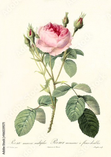 Old illustration of Rosa muscosa multiplex. Created by P. R. Redoute, published on Les Roses, Imp. Firmin Didot, Paris, 1817-24