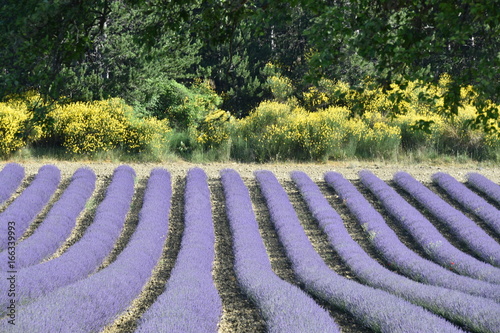 Francia, campi di lavanda nelle colline della Provenza
