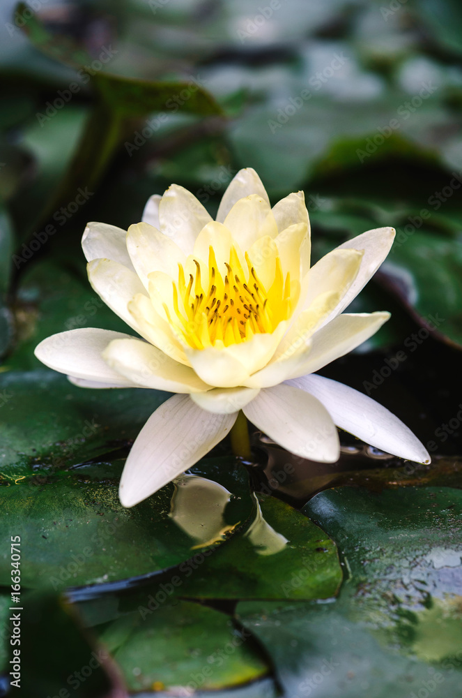 Opened white lotus flower in the water,selective focus