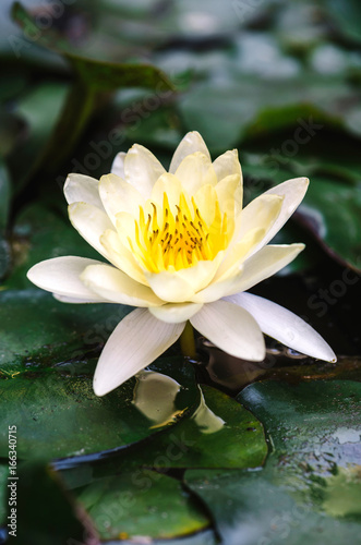 Wallpaper Mural Opened white lotus flower in the water,selective focus Torontodigital.ca