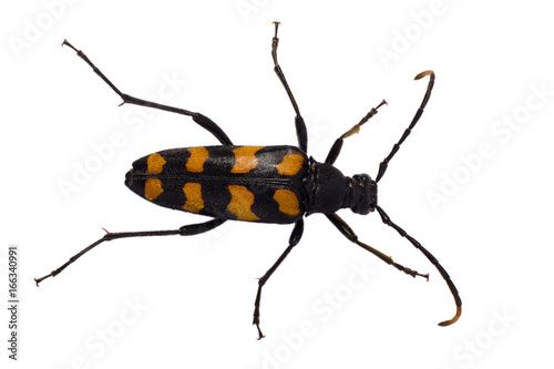 Billede på lærred Longhorn beetle Leptura quadrifasciata on the white background