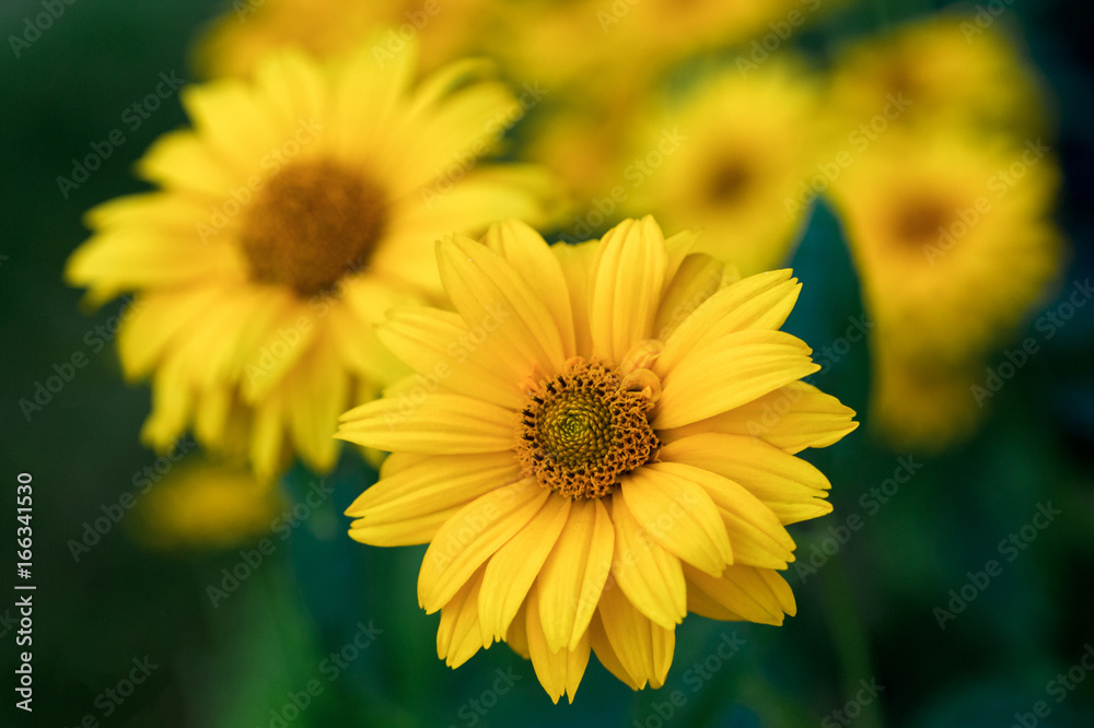Bright yellow flowers blooming in the garden. Неliорsis sсаbга. Bright yellow flowers blooming in the garden. Неliорsis sсаbга.