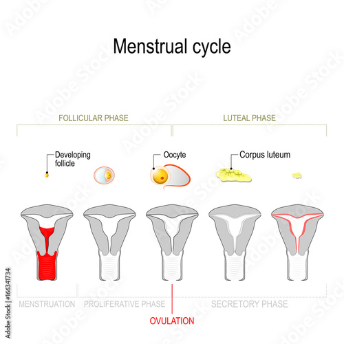 Menstrual cycle