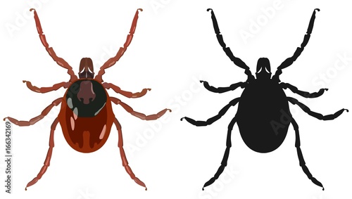 Color image of the tick and its silhouette. Vector illustration.