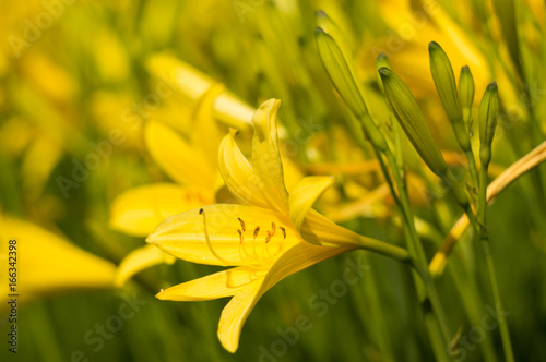 żółte kwiaty 