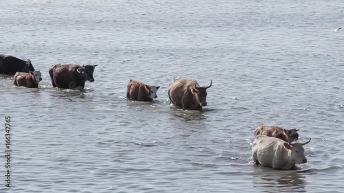 Wild cows swim by the Engure lake, the Latvian blue cows, Nature Park - Engures Ezers  photo