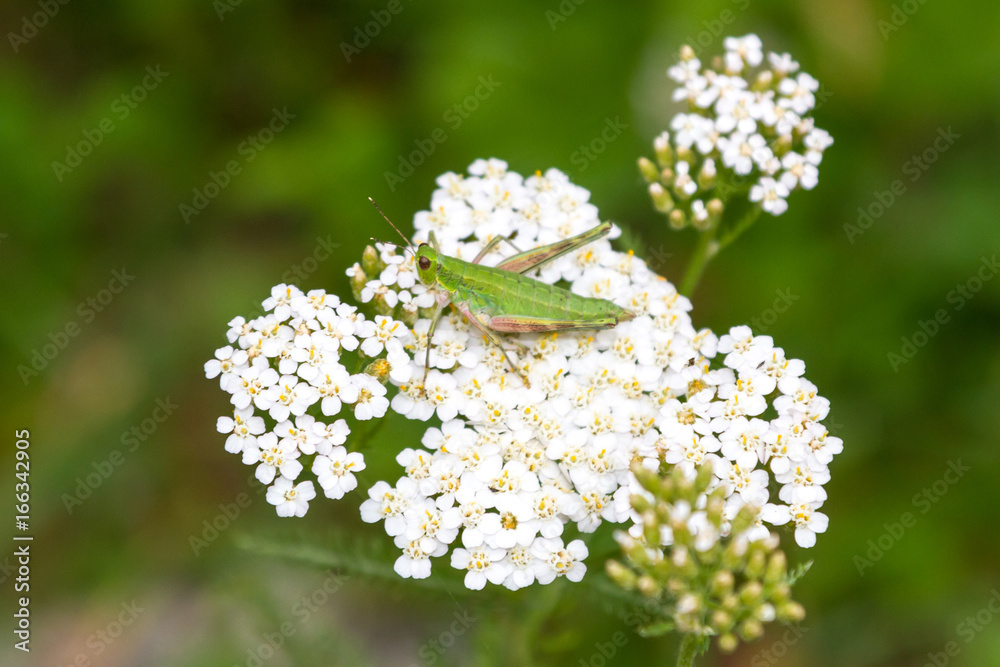Grasshopper on a yarrow Grasshopper on a yarrow