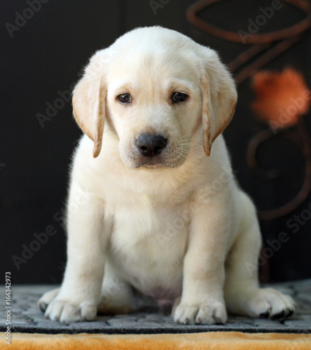 Fototapeta Naklejka Na Ścianę i Meble -  a little labrador puppy on a yellow background