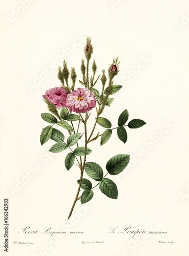 Fototapeta Old illustration of Rosa pomponiana muscosa