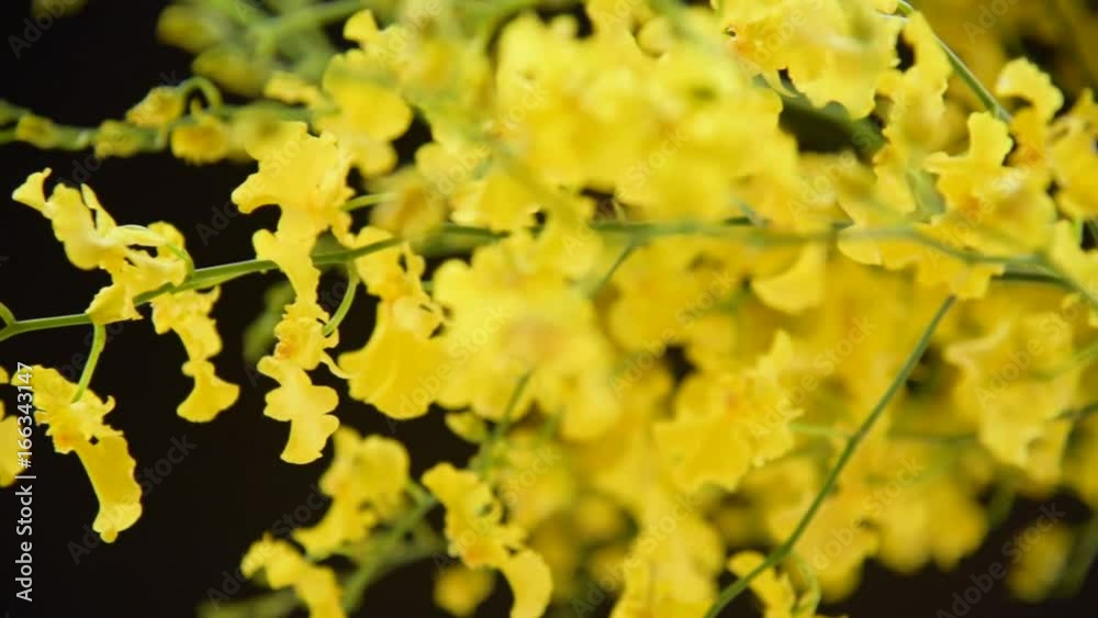 Oncidium Oncidium