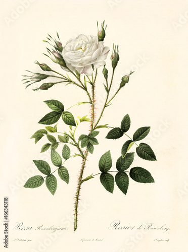 Old illustration of Rosa rosenbergiana. Created by P. R. Redoute, published on Les Roses, Imp. Firmin Didot, Paris, 1817-24