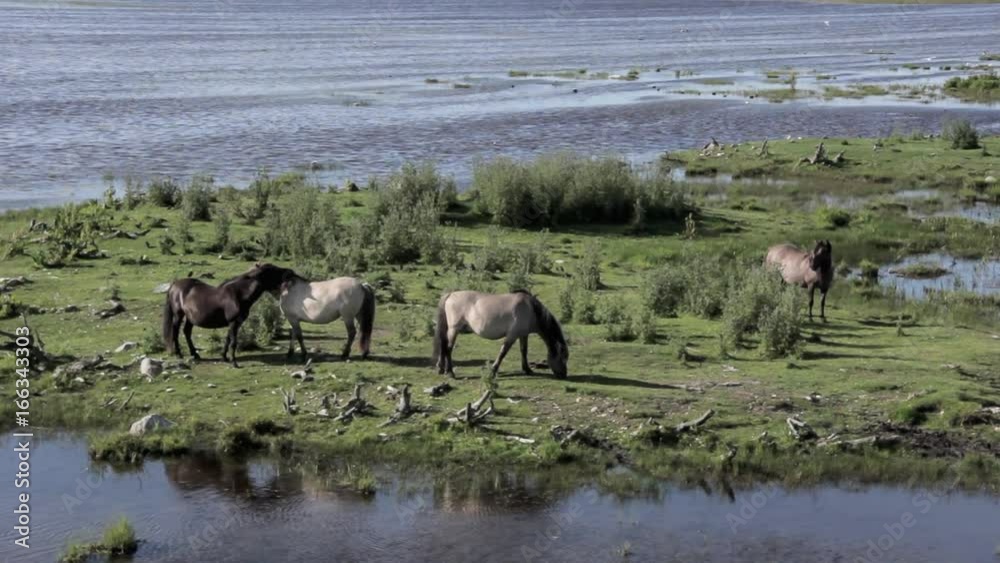 Wild horses graze and eat grass in the meadow on lake, Nature Park - Engures Ezers Wild horses graze and eat grass in the meadow on lake, Nature Park - Engures Ezers