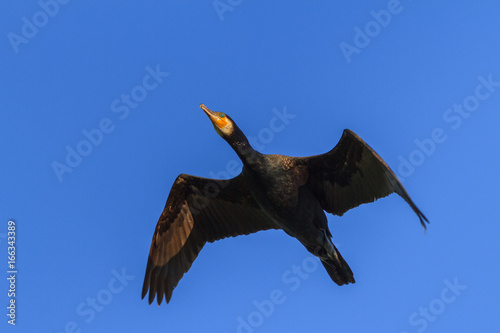 Fotografija cormorant (phalacrocorax carbo ) in flight