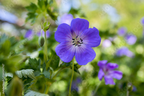 Cranesbills, Geranium Rozanne in bloom