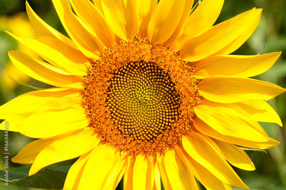Bee on sunflower. Flower of sunflower Bee on sunflower. Flower of sunflower
