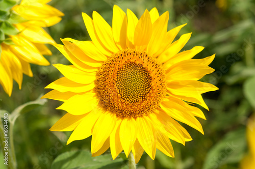 Bee on sunflower. Flower of sunflower