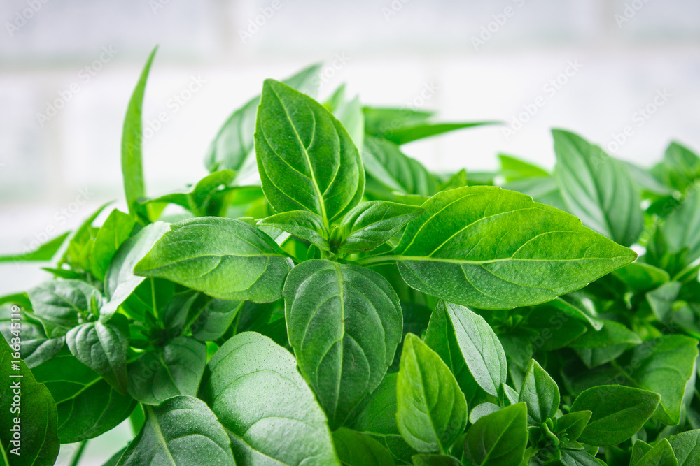 A bunch of green lemon basil on a white concrete table against a brick wall background A bunch of green lemon basil on a white concrete table against a brick wall background