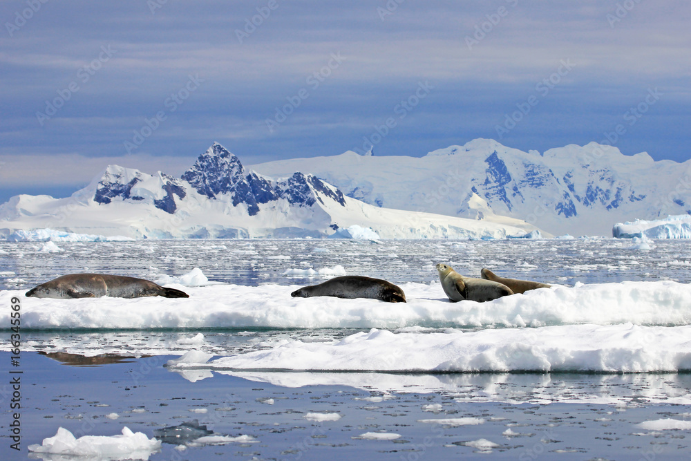 Fototapeta premium Foki Crabeater na krze lodowej, Półwysep Antarktyczny, Antarktyda