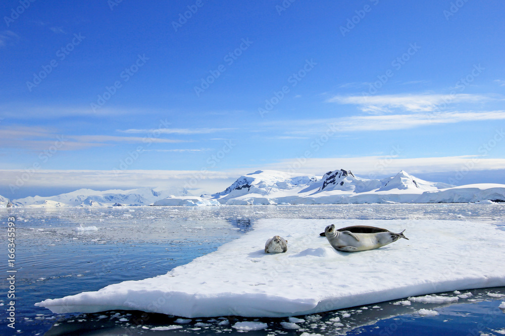 Naklejka premium Crabeater seals on ice floe, Antarctic Peninsula, Antarctica
