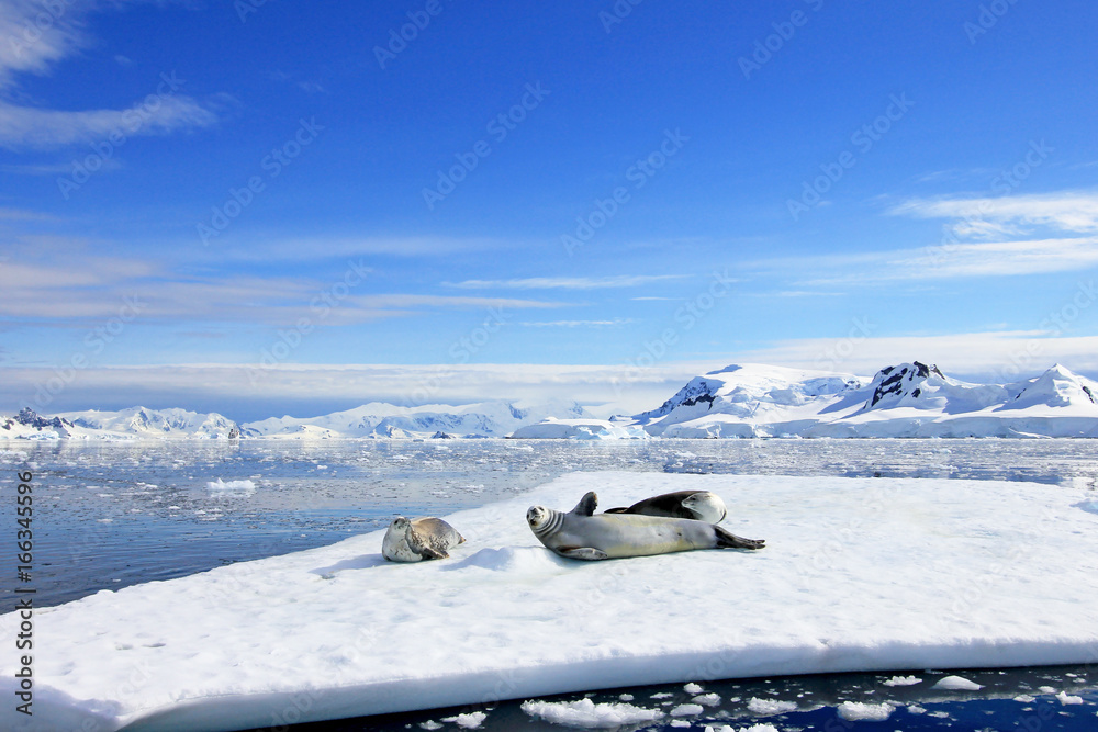 Fototapeta premium Crabeater seals on ice floe, Antarctic Peninsula, Antarctica