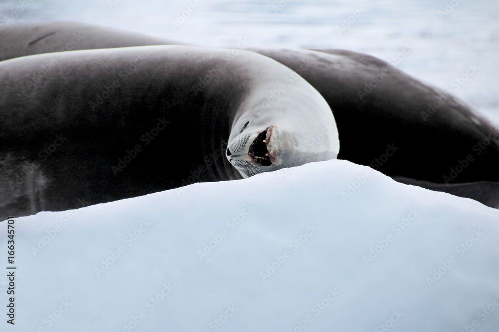 Naklejka premium Crabeater seal on ice floe, Antarctic Peninsula, Antarctica
