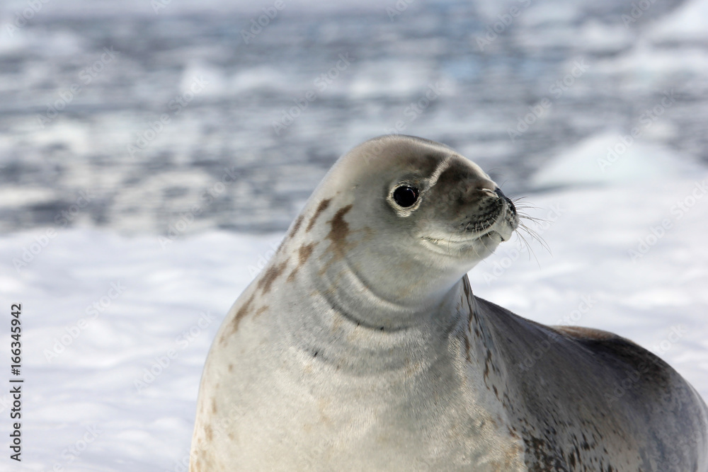 Fototapeta premium Crabeater seal on ice floe, Antarctic Peninsula, Antarctica