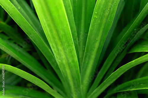 Green leaf pattern background abstract of nature selective focus.