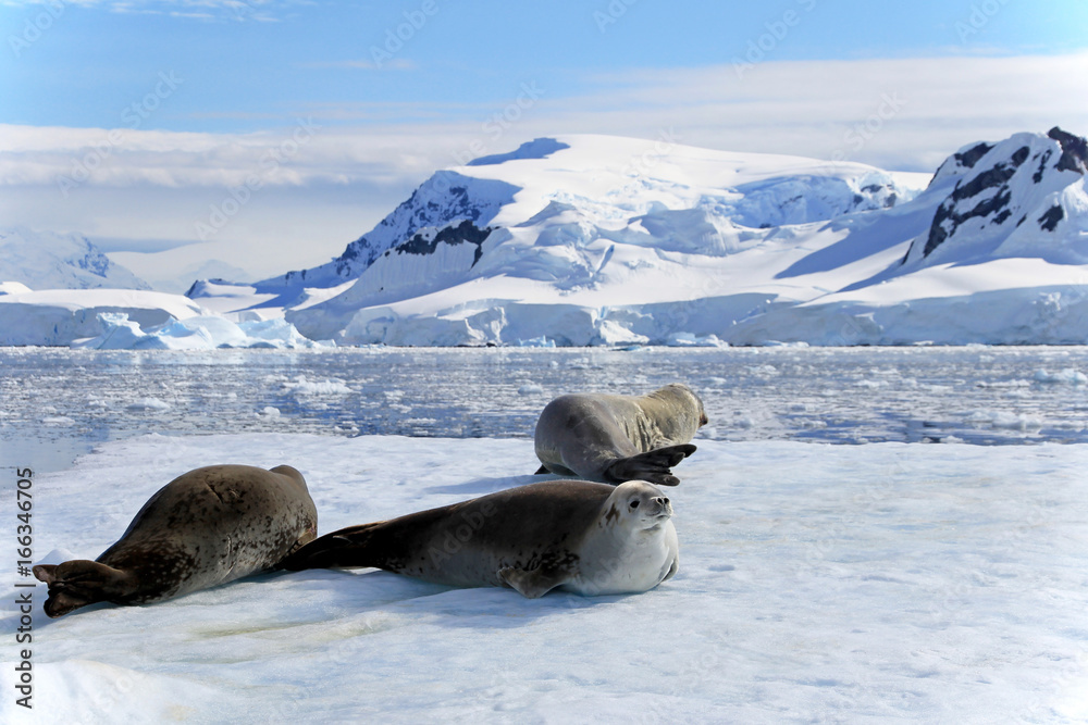 Obraz premium Crabeater seals on ice floe, Antarctic Peninsula, Antarctica