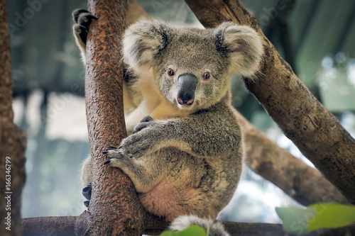 A cute koala. photo