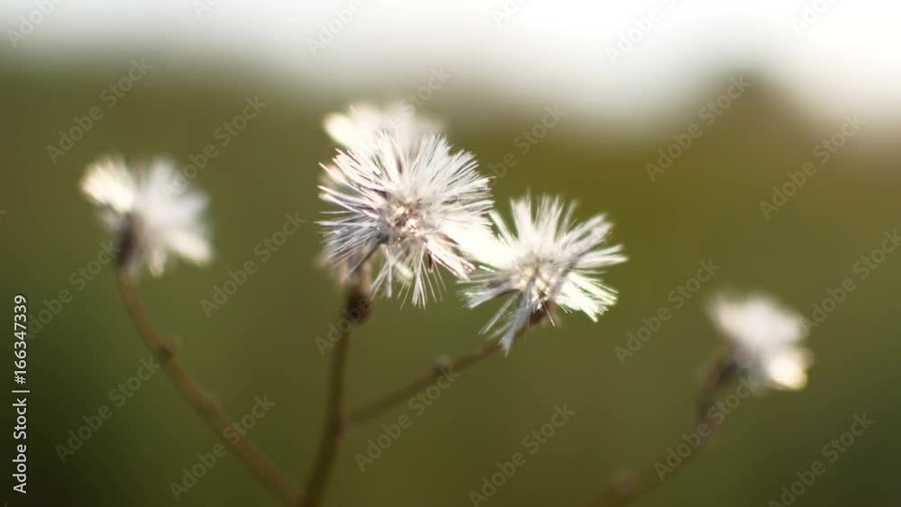 Dry flowers prick from the wind. Video for the background. Dry flowers prick from the wind. Video for the background.