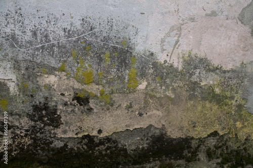 Texture of old plaster mossy lichen wall photo