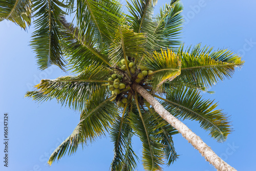Photo of coconut tree in low-angle shot at the beach of Mirissa. The coconut is a major agricultural produce in Sri Lanka. Their are known for their great versatility  ranging from food to cosmetics