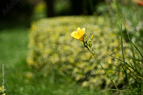 kwiat w słońcu bokeh photo