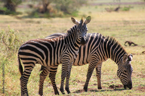 Zebre de Tanzanie