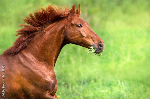 Red stallion portrait in motion on green field
