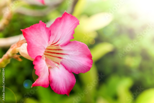 Azalea flowers
