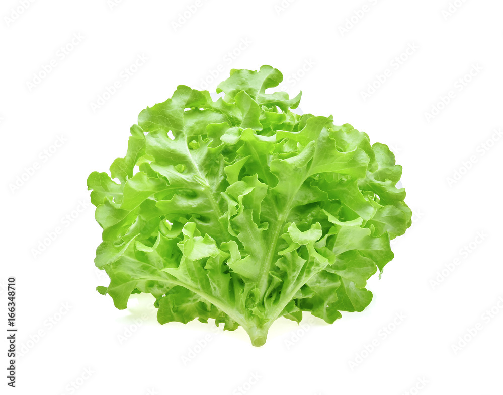 Green oak lettuce on white background Green oak lettuce on white background