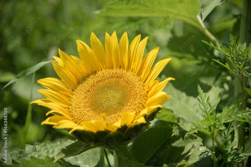 Sunflower Looking up Sunflower Looking up