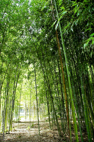Fototapeta Naklejka Na Ścianę i Meble -  Ramas con hojas de cañas de bambú en el parque