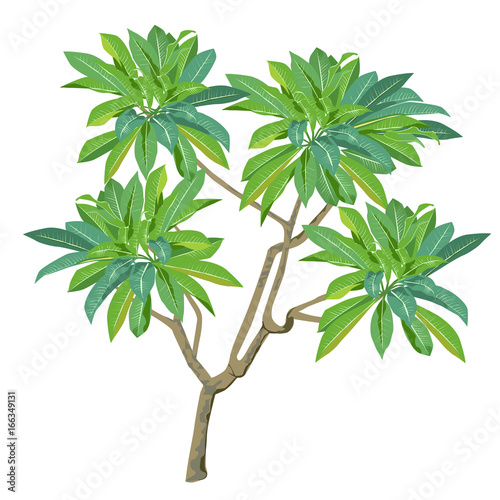 Plumeria plant in color