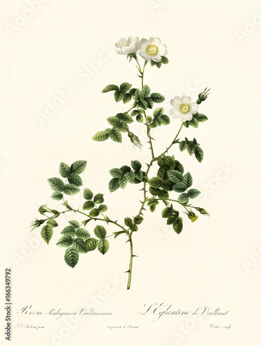 Old illustration of Rosa rubiginosa vaillantiana. Created by P. R. Redoute, published on Les Roses, Imp. Firmin Didot, Paris, 1817-24 photo