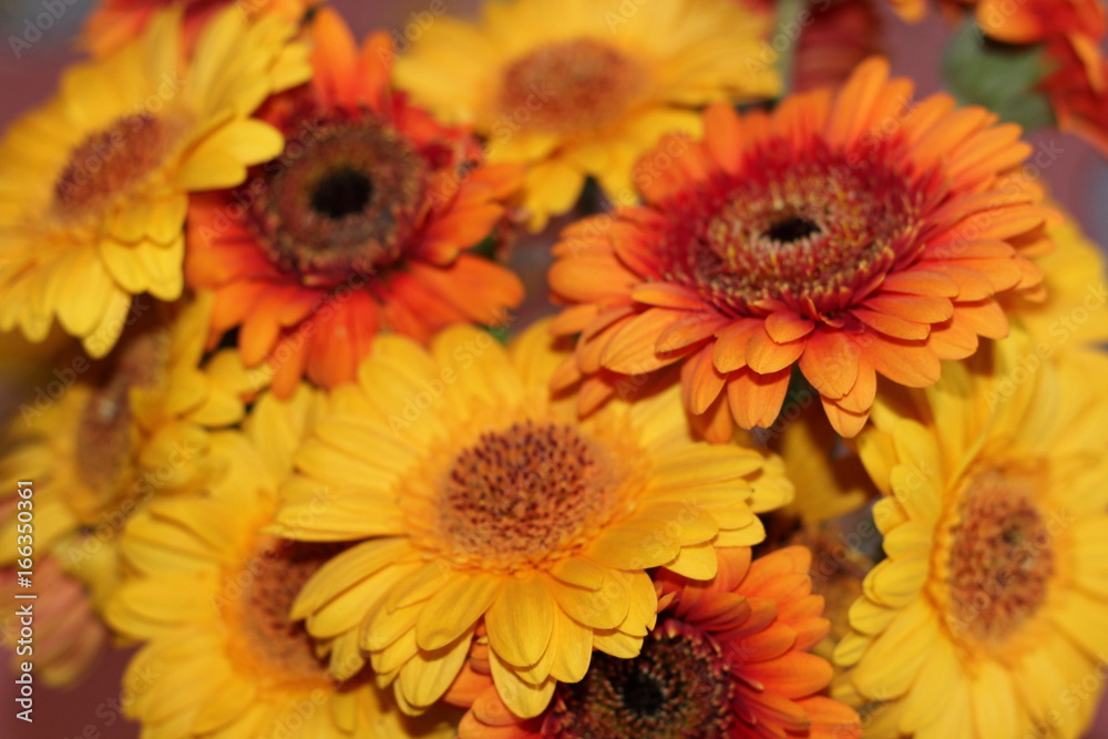 Gerbera Gerbera