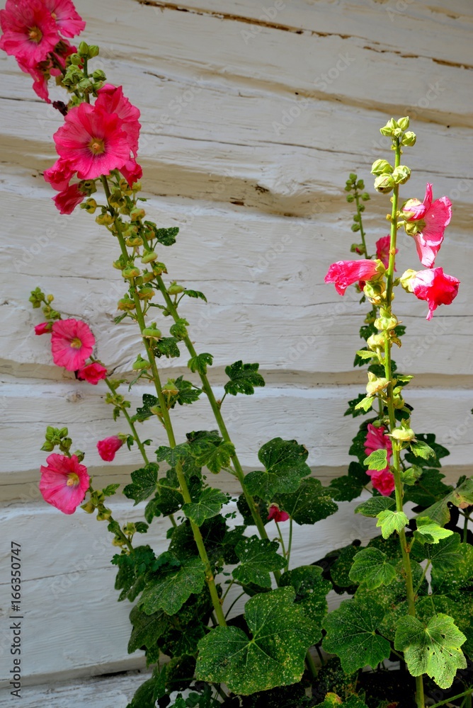 Mallow flowers growing against a white rural wall