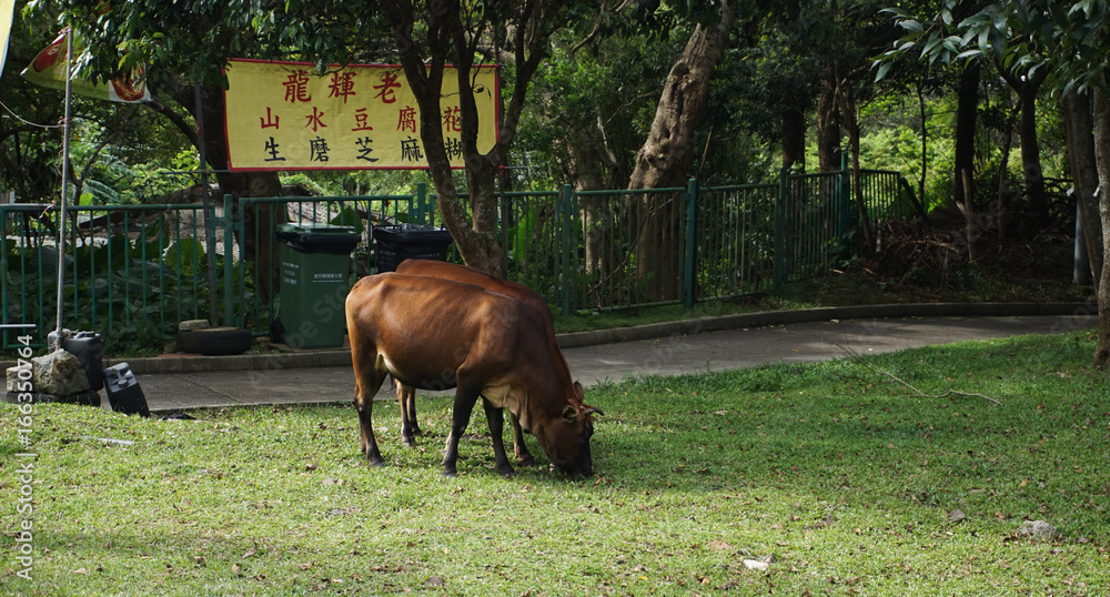 Naklejka premium Crow in Lantau island