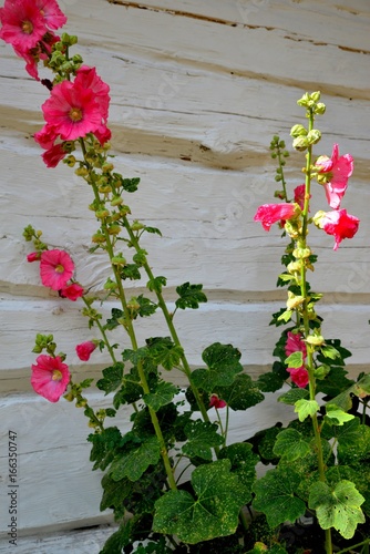 Obraz na płótnie Mallow flowers growing against a white rural wall w salonie